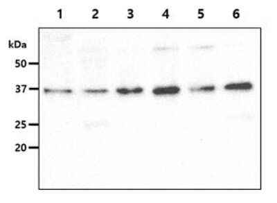 Western Blot: GALE Antibody (6G10)BSA Free [NBP2-59421]