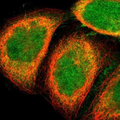 Immunocytochemistry/ Immunofluorescence: GALE Antibody [NBP1-87066]
