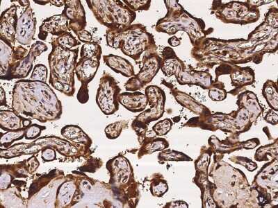 Immunohistochemistry-Paraffin: GALE Antibody [NBP2-96978]