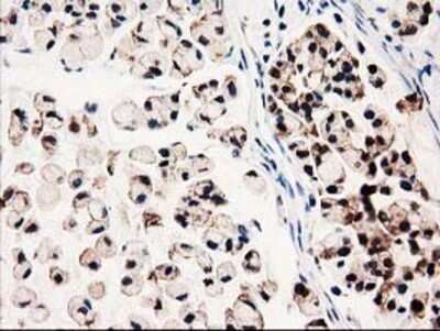 Immunohistochemistry: GALE Antibody (OTI1C4) - Azide and BSA Free [NBP2-70793]