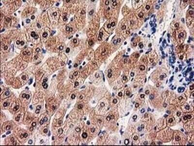 Immunohistochemistry: GALE Antibody (OTI1C4) - Azide and BSA Free [NBP2-70793]