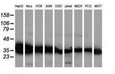 Western Blot: GALE Antibody (OTI1C4)Azide and BSA Free [NBP2-70793]