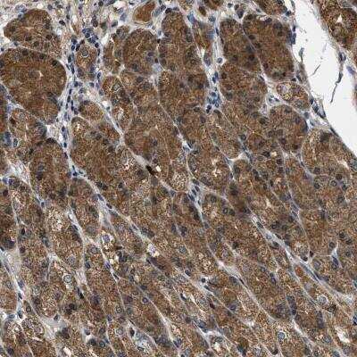 Immunohistochemistry-Paraffin: GALK1 Antibody [NBP1-81854]