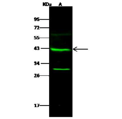 Western Blot: GALK1 Antibody [NBP2-99783]