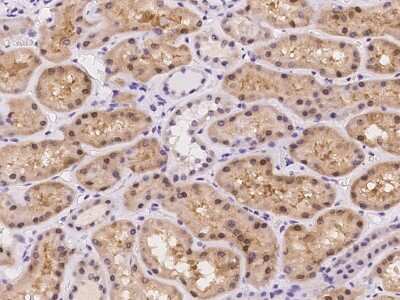 Immunohistochemistry-Paraffin: GALK2 Antibody [NBP2-97205]