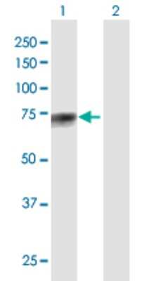 Western Blot: GALNT13 Antibody [H00114805-B01P]