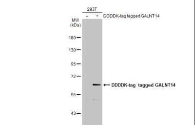 Western Blot: GALNT14 Antibody [NBP2-16595]