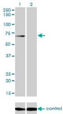 Western Blot: GALNT6 Antibody (4C10) [H00011226-M01]