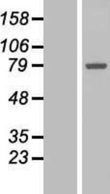 Western Blot: Polypeptide GalNac Transferase 7/GALNT7 Overexpression Lysate [NBL1-10958]