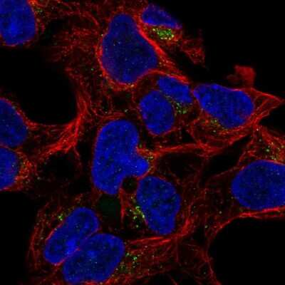 Immunocytochemistry/ Immunofluorescence: GALNT8 Antibody [NBP2-57906]