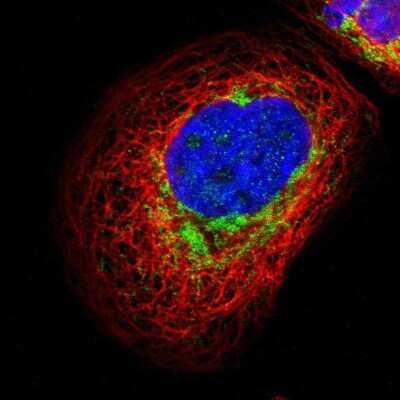 Immunocytochemistry/ Immunofluorescence: GALNTL4 Antibody [NBP1-81846]