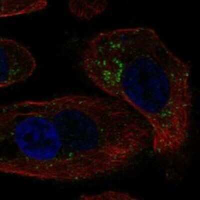 Immunocytochemistry/ Immunofluorescence: GALNTL4 Antibody [NBP3-17371]