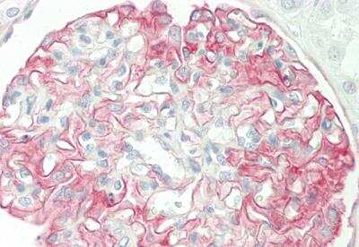 Immunohistochemistry-Paraffin: GALP Antibody [NBP2-84951]