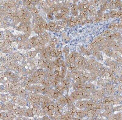 Immunohistochemistry-Paraffin: GAMT Antibody [NBP2-14036]