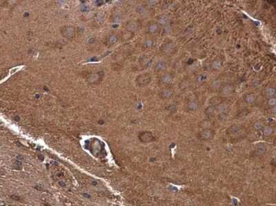 Immunohistochemistry-Paraffin: GAMT Antibody [NBP3-12967]