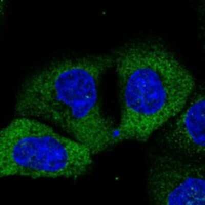 Immunocytochemistry/ Immunofluorescence: GANC Antibody [NBP3-17372]