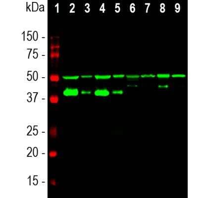 Western Blot: GAP-43 Antibody (1E3) [NBP1-92713]