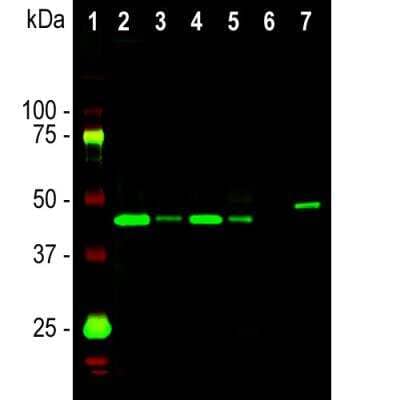 Western Blot: GAP-43 Antibody (5E8) [NBP2-50052]