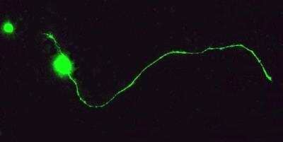 Immunocytochemistry/ Immunofluorescence: GAP-43 Antibody [NBP1-41123]