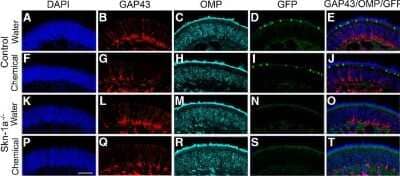 Immunohistochemistry-Paraffin: GAP-43 Antibody [NB300-143]