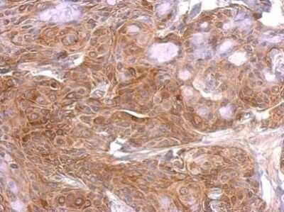 Immunohistochemistry-Paraffin: GAP-43 Antibody [NBP2-42847]