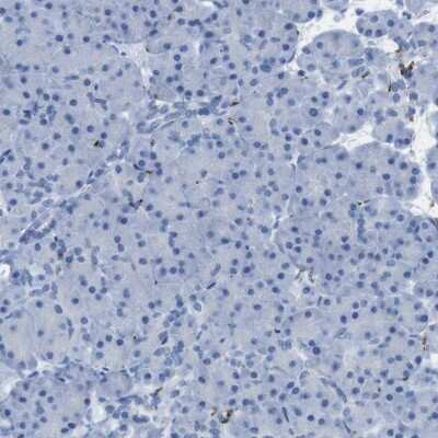 Immunohistochemistry-Paraffin: GAP-43 Antibody [NBP2-54671]