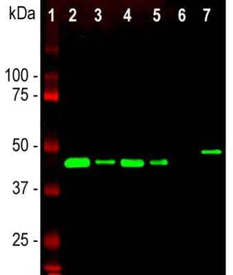 Western Blot: GAP-43 Antibody [NBP1-92714]