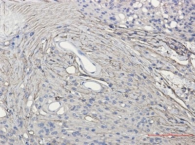 Immunohistochemistry-Paraffin: GAP-43 Antibody (S01-4F6) [NBP3-20078]
