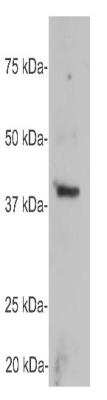 Western Blot: GAP-43 Antibody [NB300-143]