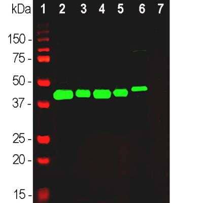 Western Blot: GAP-43 Antibody [NB300-143]