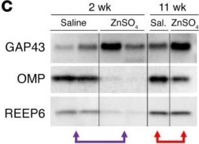 Western Blot: GAP-43 Antibody [NBP1-41123]