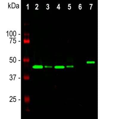 Western Blot: GAP-43 Antibody (3H14) [NBP3-05535]