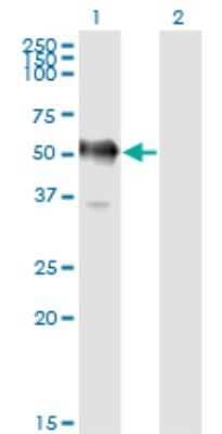 Western Blot: GAPDH-2 Antibody (2E3-2E10) [H00026330-M01]