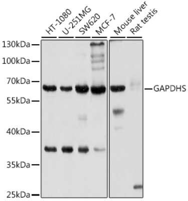 Western Blot: GAPDH-2 AntibodyBSA Free [NBP3-03522]