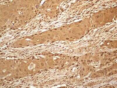 Immunocytochemistry: GAPDH Antibody (13H12) - Azide and BSA Free [NBP2-80749]