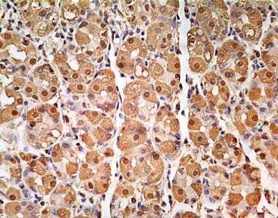 Immunohistochemistry: GAPDH Antibody (13H12) - Azide and BSA Free [NBP2-80749]