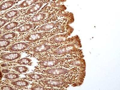 Immunohistochemistry-Paraffin: GAPDH Antibody (13H12) - Azide and BSA Free [NBP2-80749]