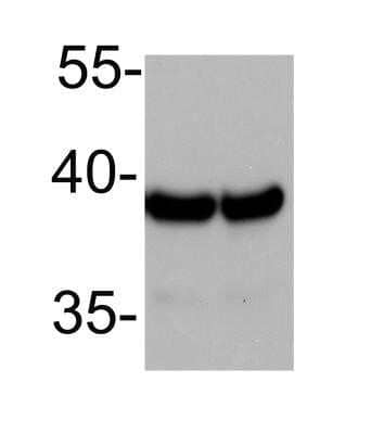 Western Blot: GAPDH Antibody (13H12)Azide and BSA Free [NBP2-80749]