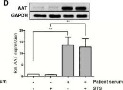 Western Blot: GAPDH Antibody (13H12)Azide and BSA Free [NBP2-80749]