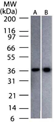 Western Blot: GAPDH Antibody (13H12)Azide and BSA Free [NBP2-80749]