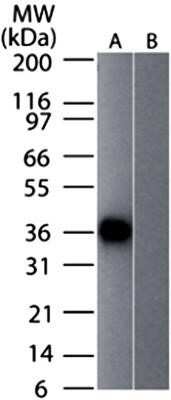 Western Blot: GAPDH Antibody (13H12)Azide and BSA Free [NBP2-80749]