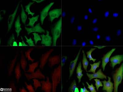 Immunocytochemistry/ Immunofluorescence: GAPDH Antibody (13H12) - BSA Free [NBP2-27103]