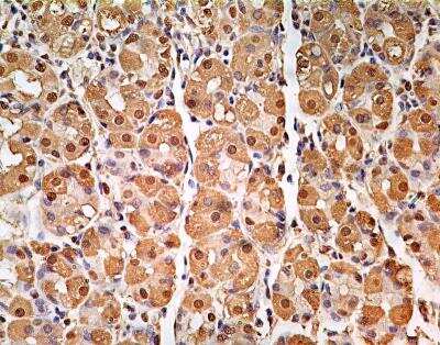 Immunohistochemistry-Paraffin: GAPDH Antibody (13H12) - BSA Free [NBP2-27103]