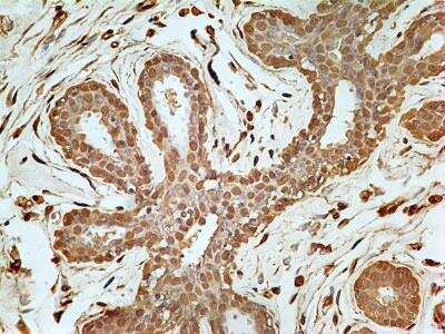 Immunohistochemistry-Paraffin: GAPDH Antibody (13H12) - BSA Free [NBP2-27103]