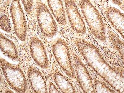 Immunohistochemistry-Paraffin: GAPDH Antibody (13H12) - BSA Free [NBP2-27103]