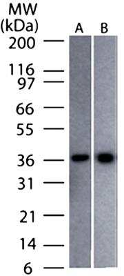 Western Blot: GAPDH Antibody (13H12)BSA Free [NBP2-27103]