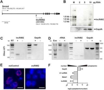 Western Blot: GAPDH Antibody (13H12)BSA Free [NBP2-27103]