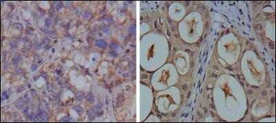 Immunohistochemistry-Paraffin: GAPDH Antibody (1A10) - Azide and BSA Free [NBP2-80748]