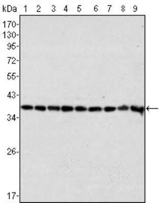 Western Blot: GAPDH Antibody (1A10)Azide and BSA Free [NBP2-80748]