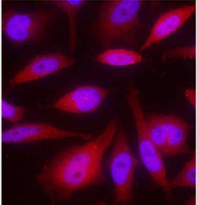 Immunocytochemistry/ Immunofluorescence: GAPDH Antibody (1A10) - BSA Free [NBP1-47339]